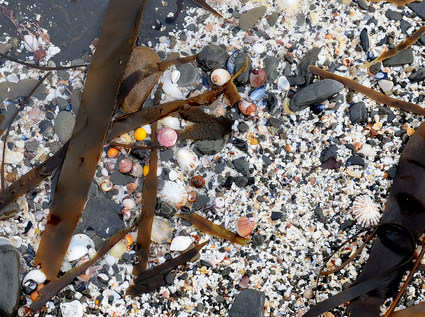 Find a Groatie Buckie on Brims beach.